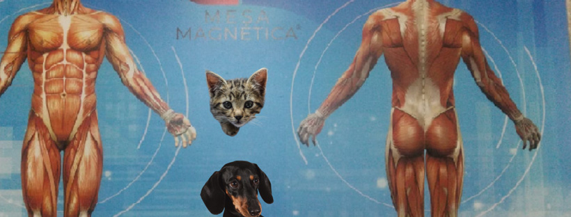 Mesa Biomagnética - Biomagnetismo para Pet com Giovana Dalla Corte Pravatti